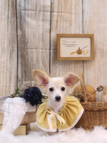 20241031めるちゃん